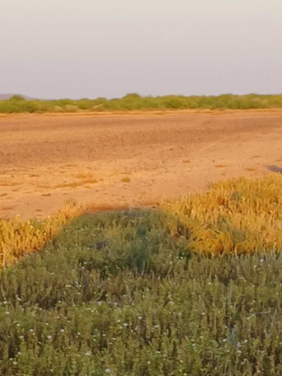 Commercial Property for Sale in Vanwyksvlei Northern Cape